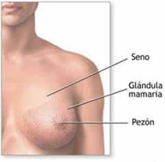 CANCER DE MAMA